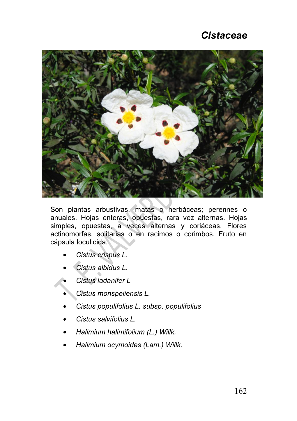 25 Cistaceae.Pdf