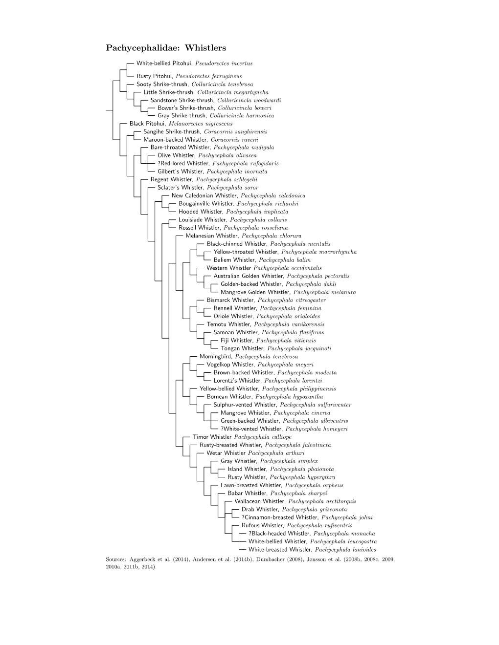 Pachycephalidae Species Tree