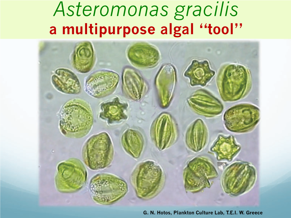 Asteromonas Gracilis a Multipurpose Algal “Tool”