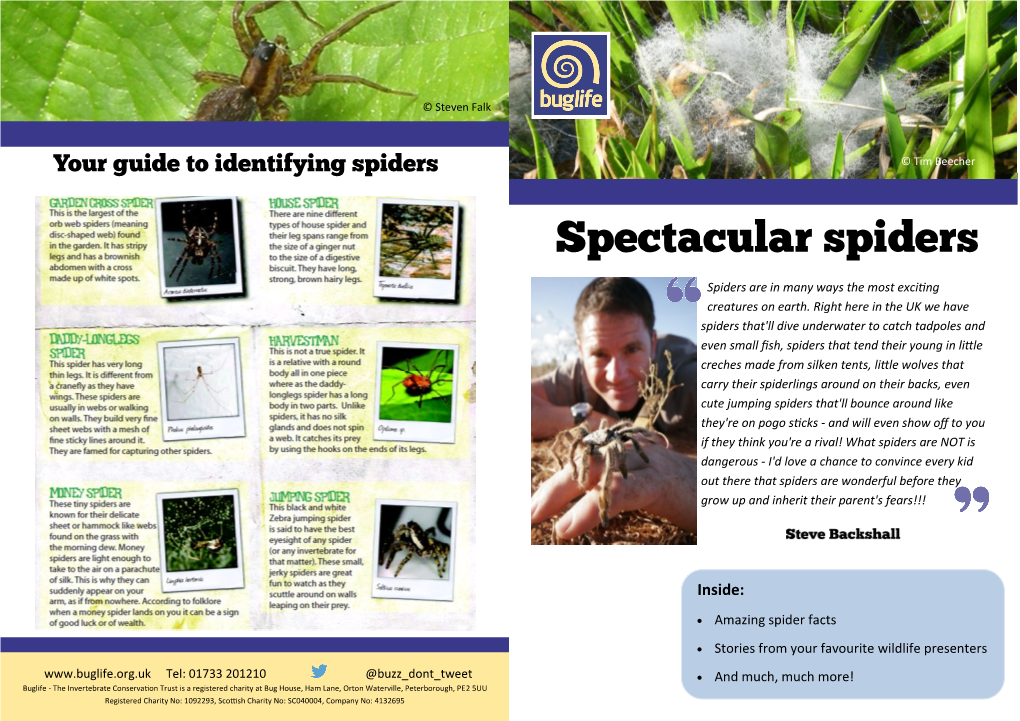 Spectacular Spiders