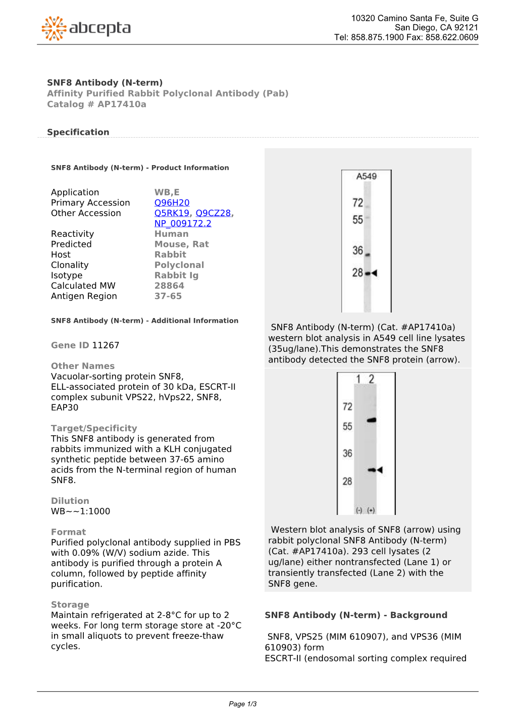 SNF8 Antibody (N-Term) Affinity Purified Rabbit Polyclonal Antibody (Pab) Catalog # Ap17410a