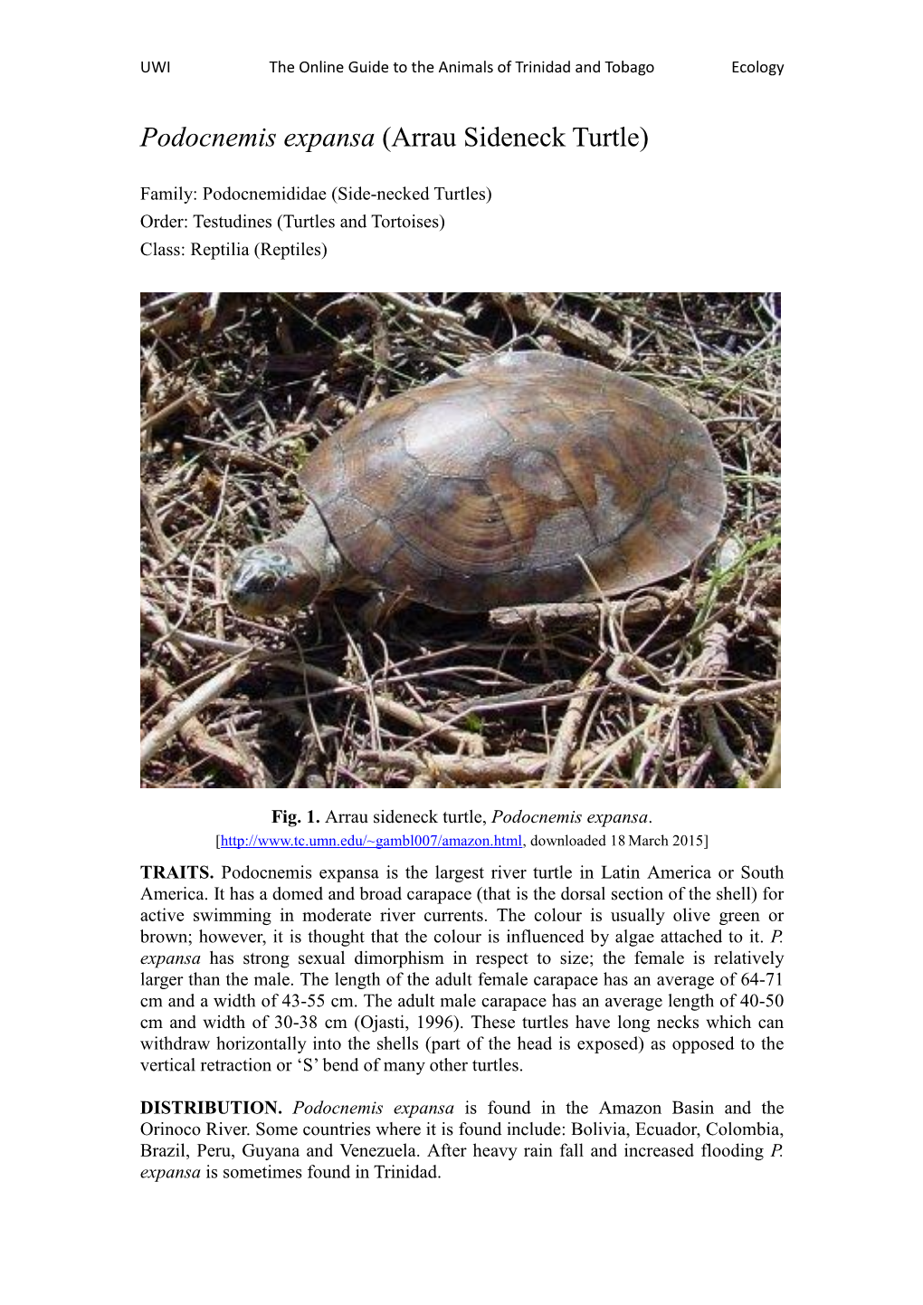 Podocnemis Expansa (Arrau Sideneck Turtle)