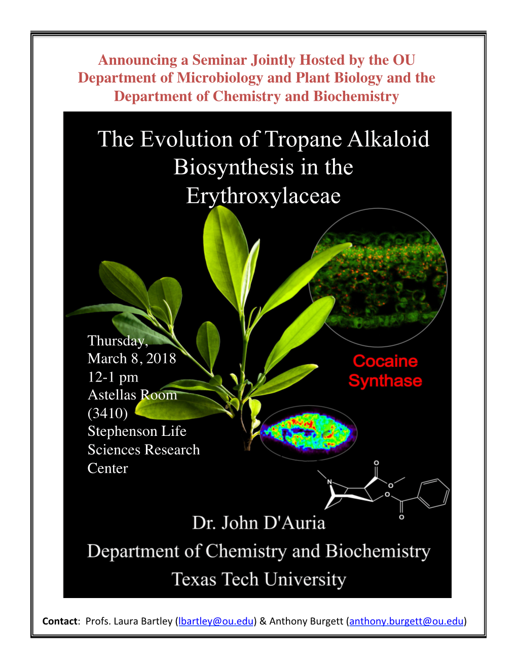 The Evolution of Tropane Alkaloid Biosynthesis in the Erythroxylaceae