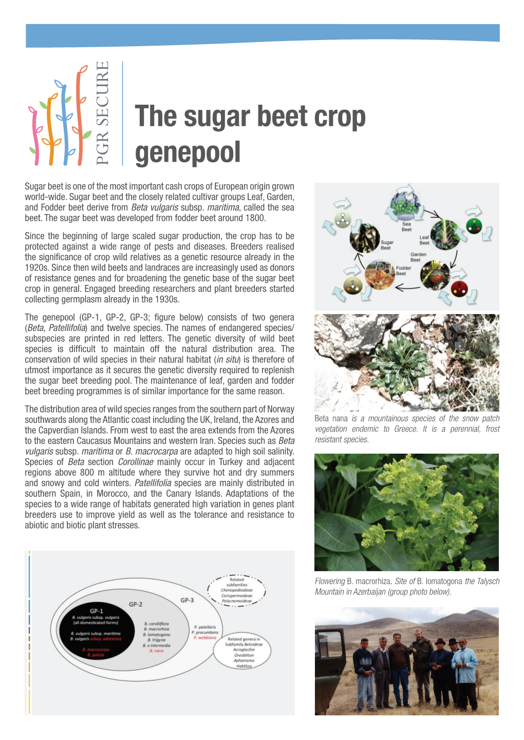 The Sugar Beet Crop Genepool
