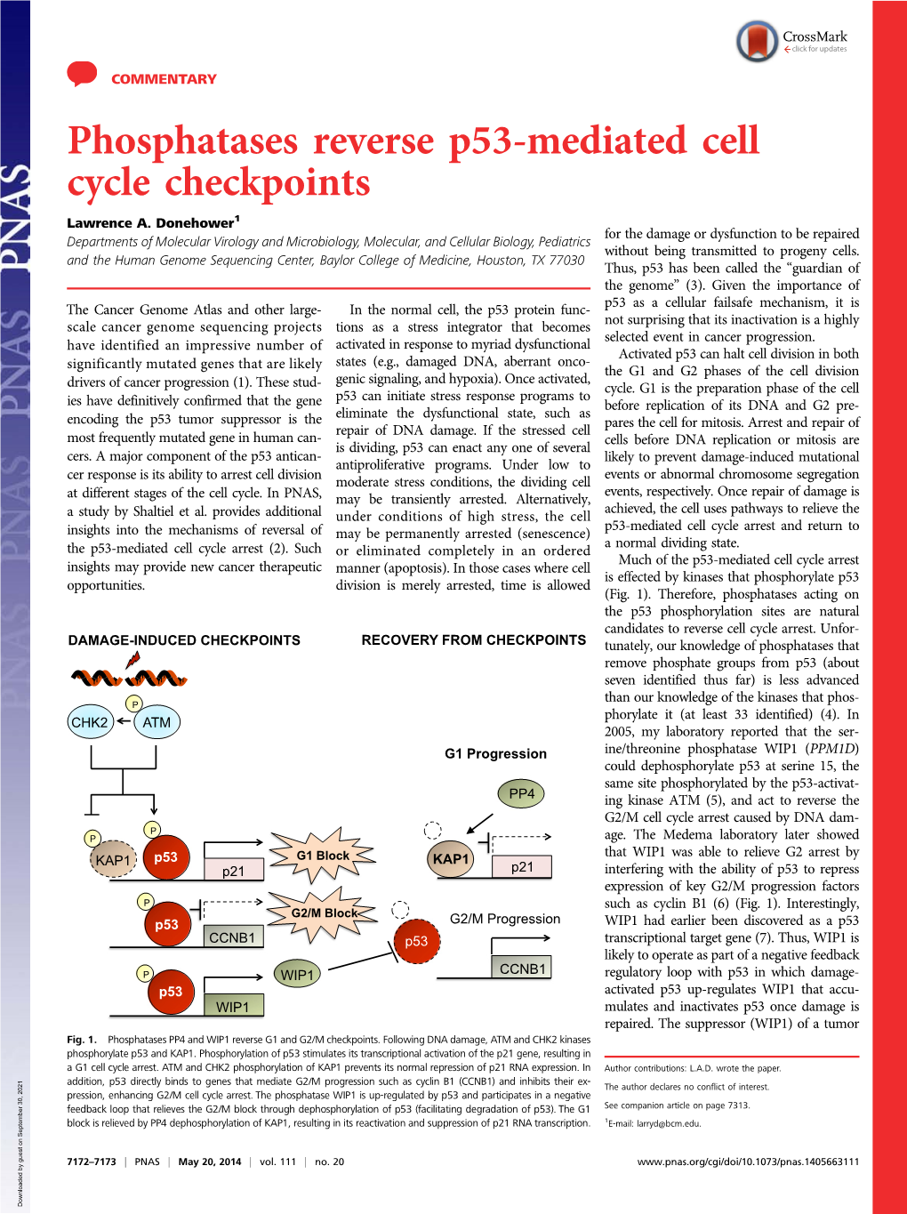 Phosphatases Reverse P53-Mediated Cell Cycle Checkpoints