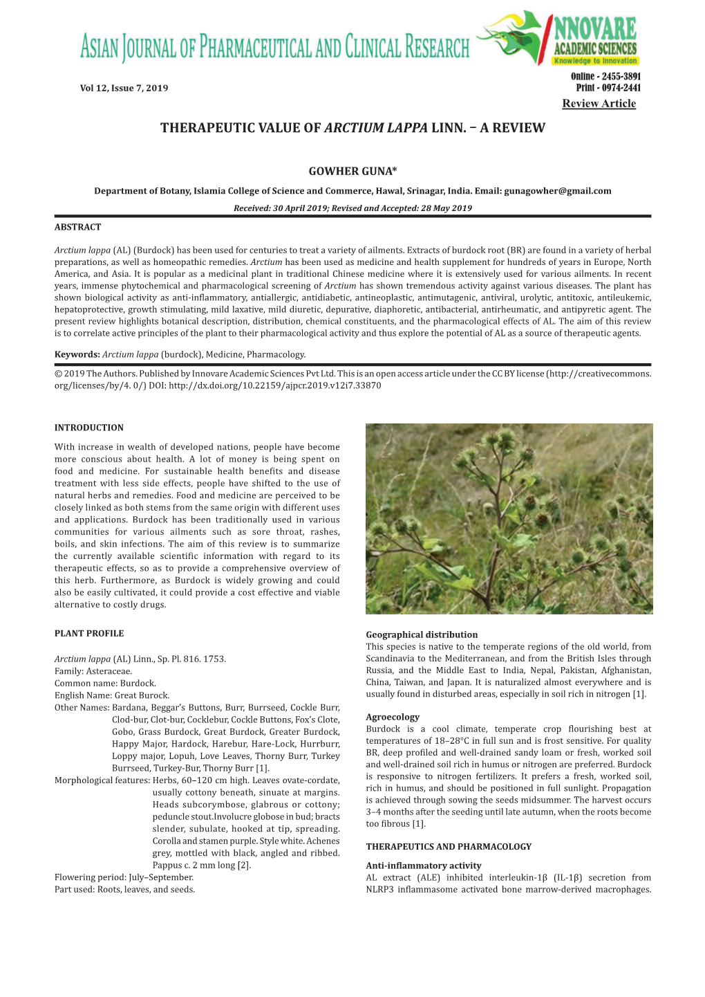 Therapeutic Value of Arctium Lappa Linn. – a Review