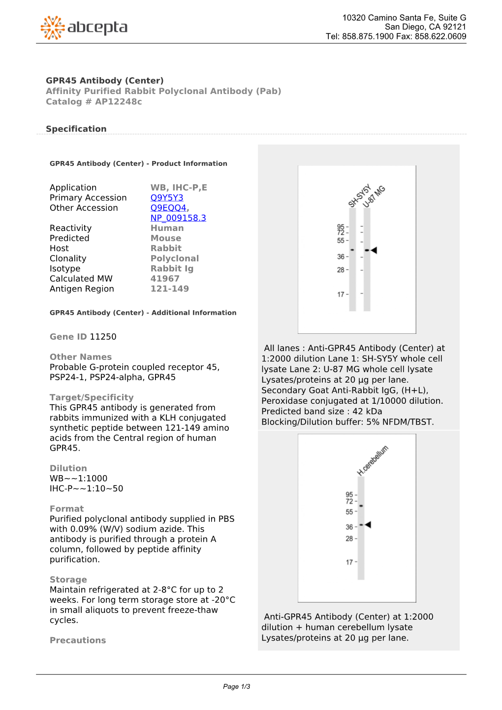 GPR45 Antibody (Center) Affinity Purified Rabbit Polyclonal Antibody (Pab) Catalog # Ap12248c