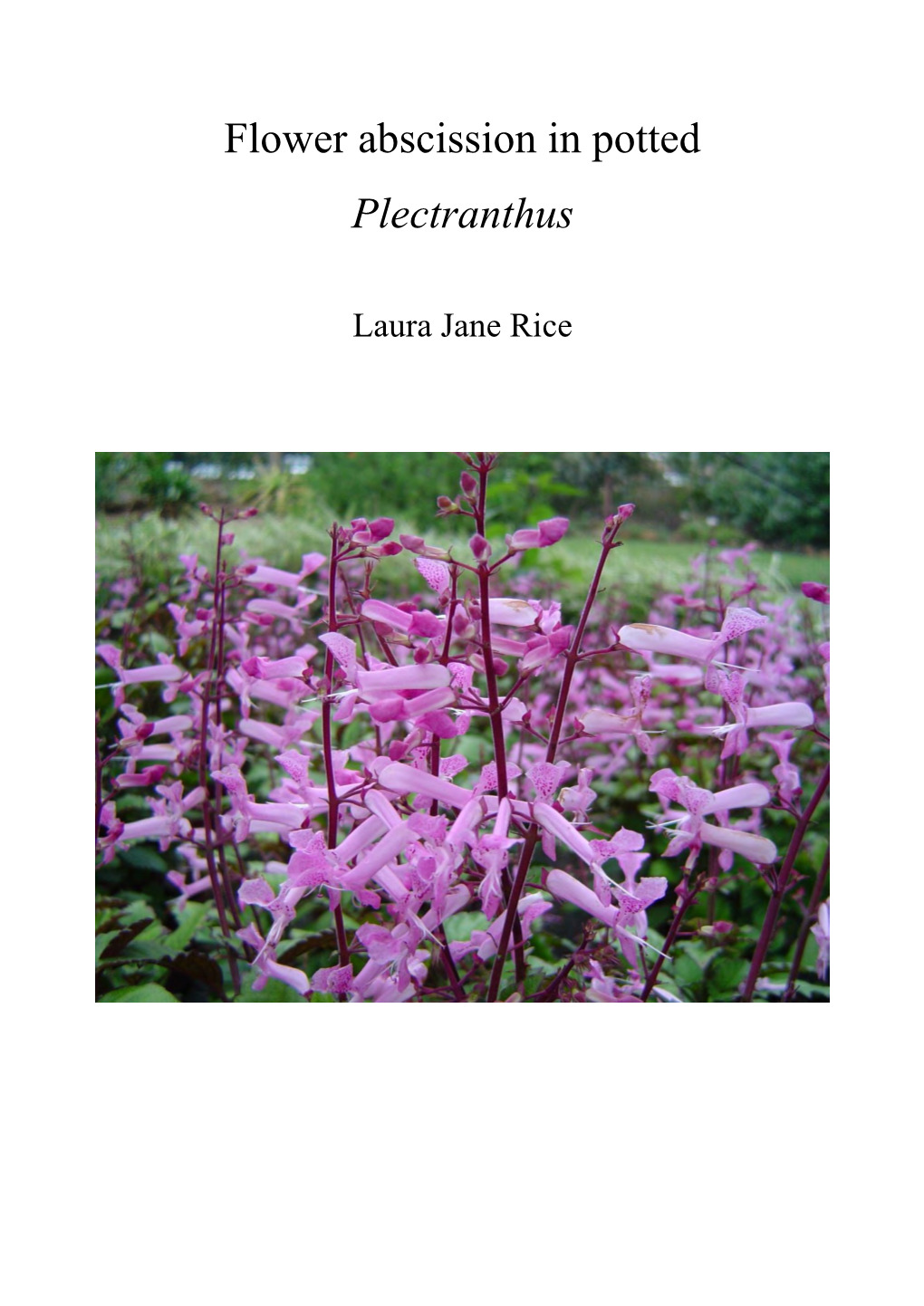 Flower Abscission in Potted Plectranthus