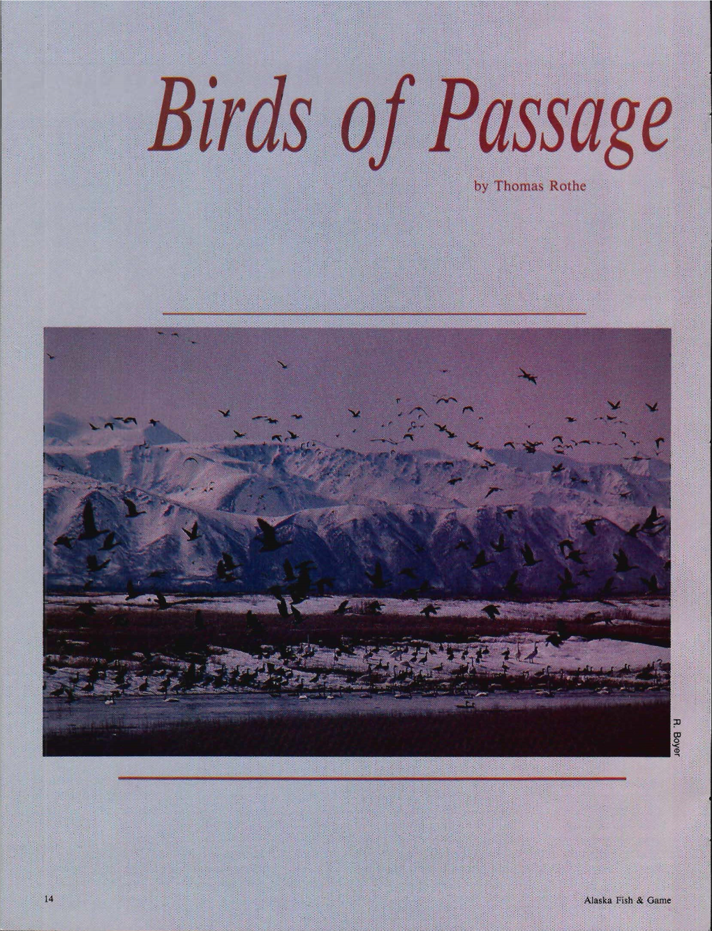 Birds of Passage