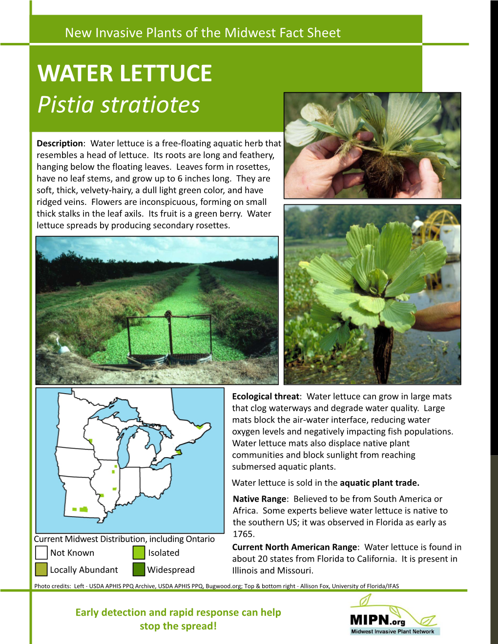 WATER LETTUCE Pistia Stratiotes