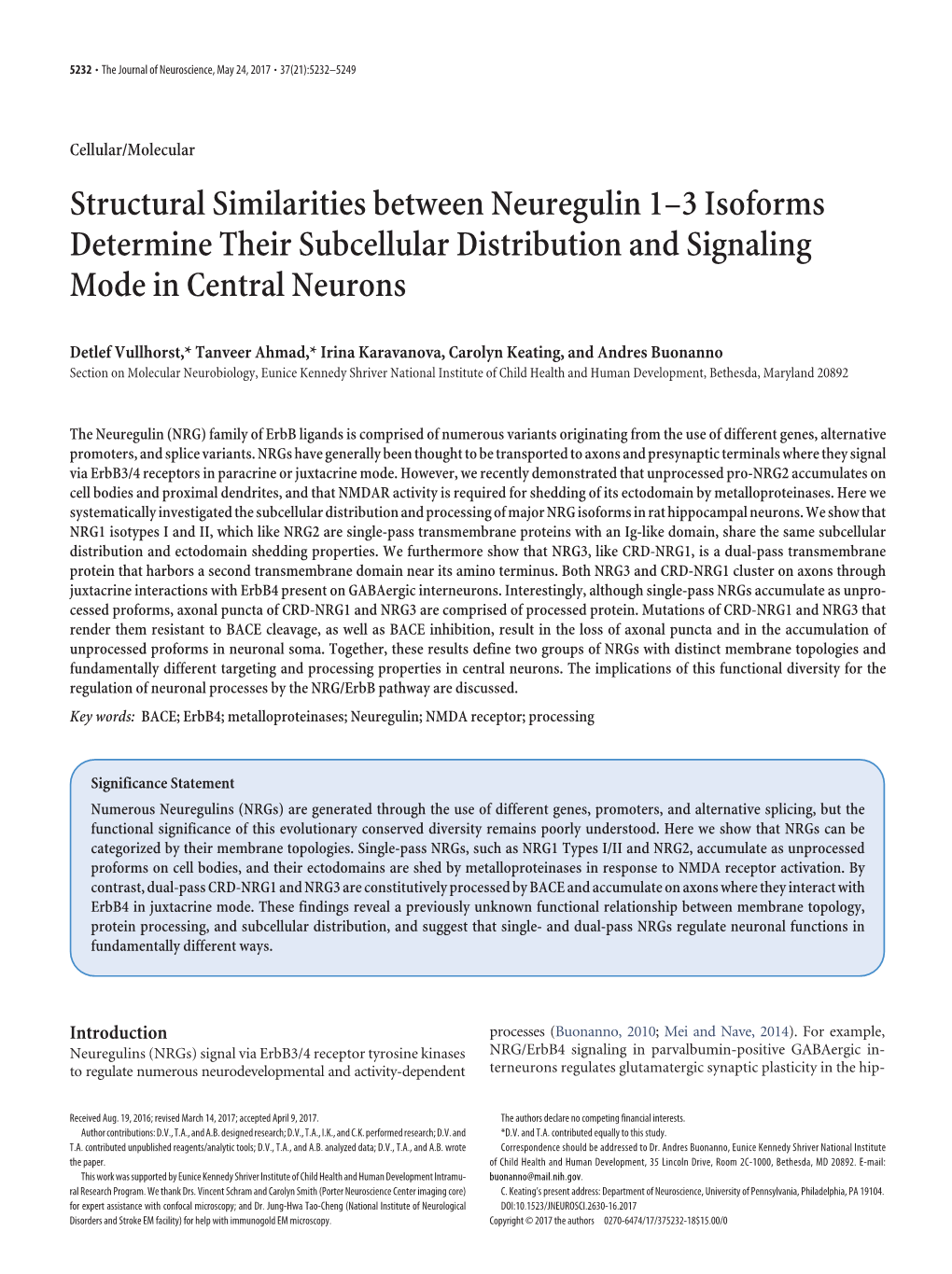 Structural Similarities Between Neuregulin 1–3 Isoforms Determine Their Subcellular Distribution and Signaling Mode in Central Neurons