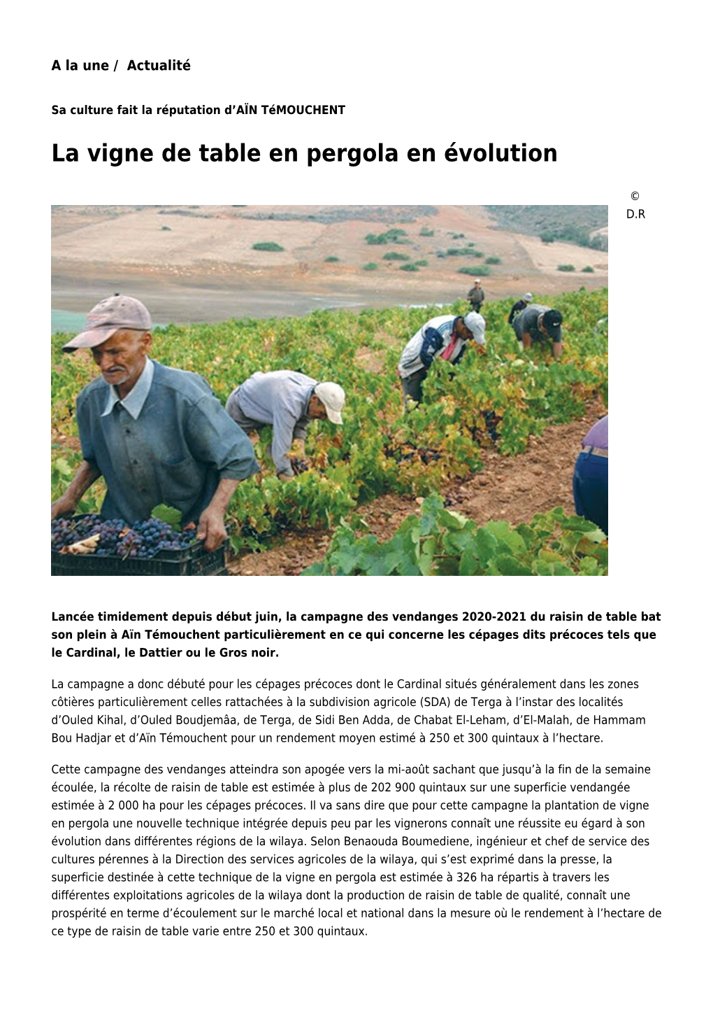 La Vigne De Table En Pergola En Évolution: Toute L'actualité Sur Liberte-Algerie.Com