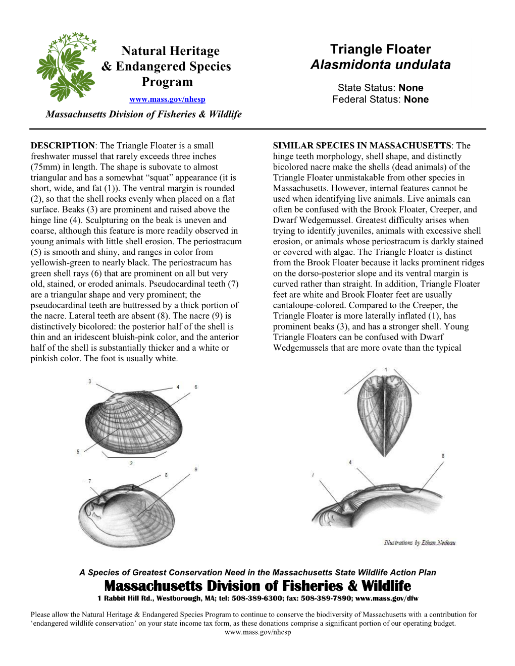 Triangle Floater Alasmidonta Undulata