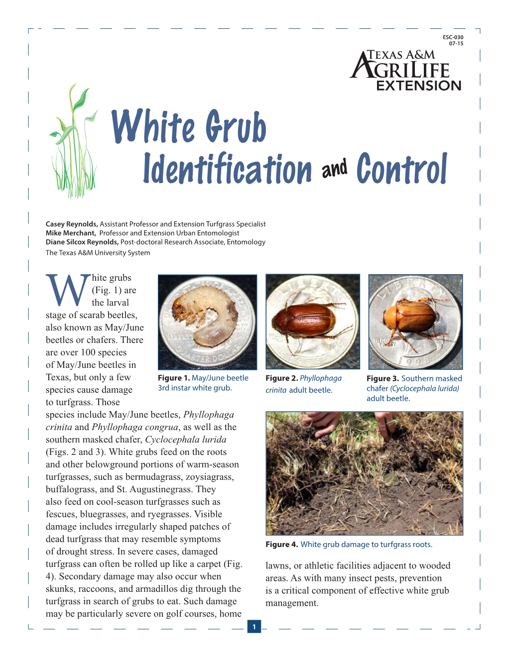 White Grub Identification and Control