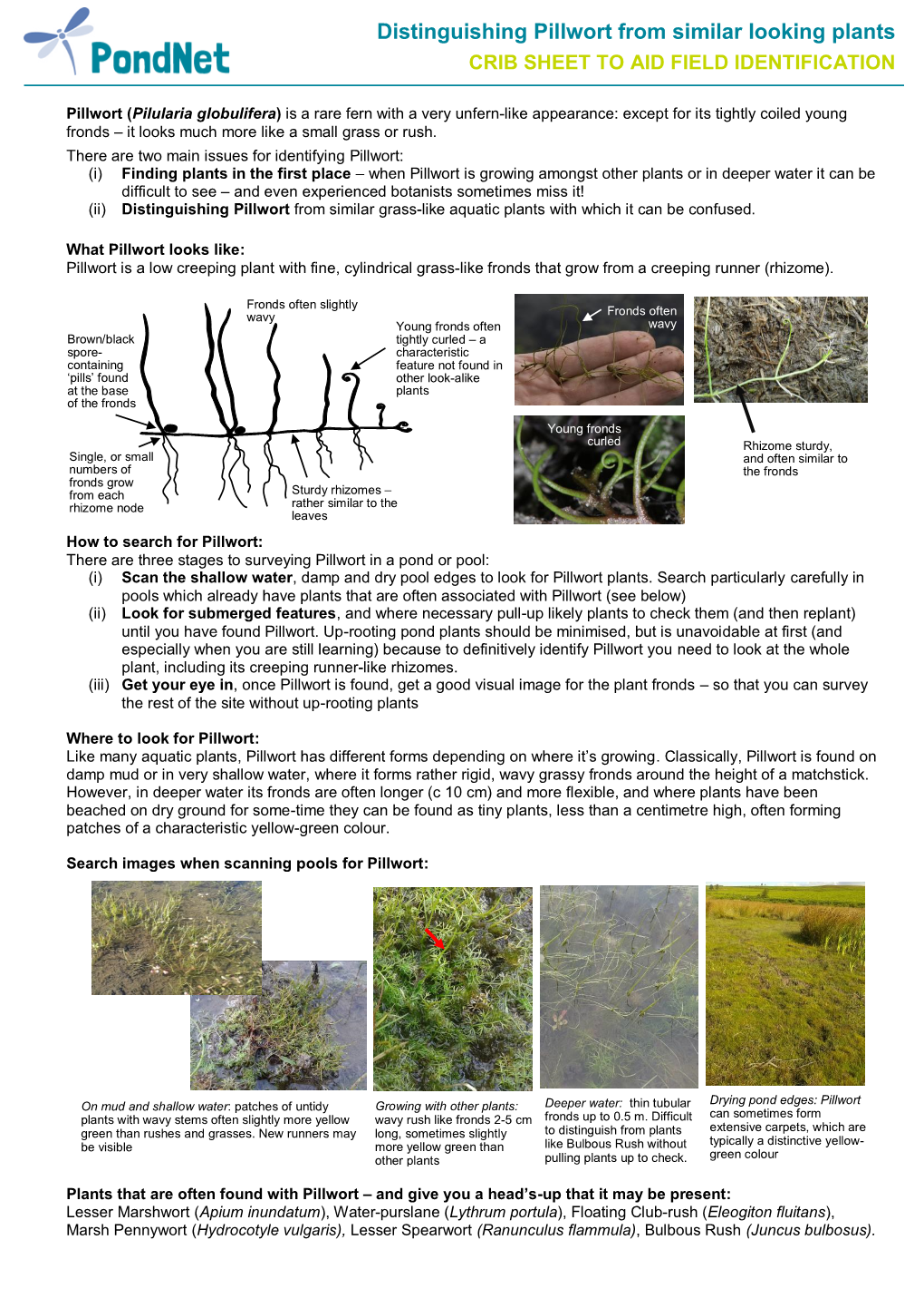 Pillwort Identification Crib Sheet