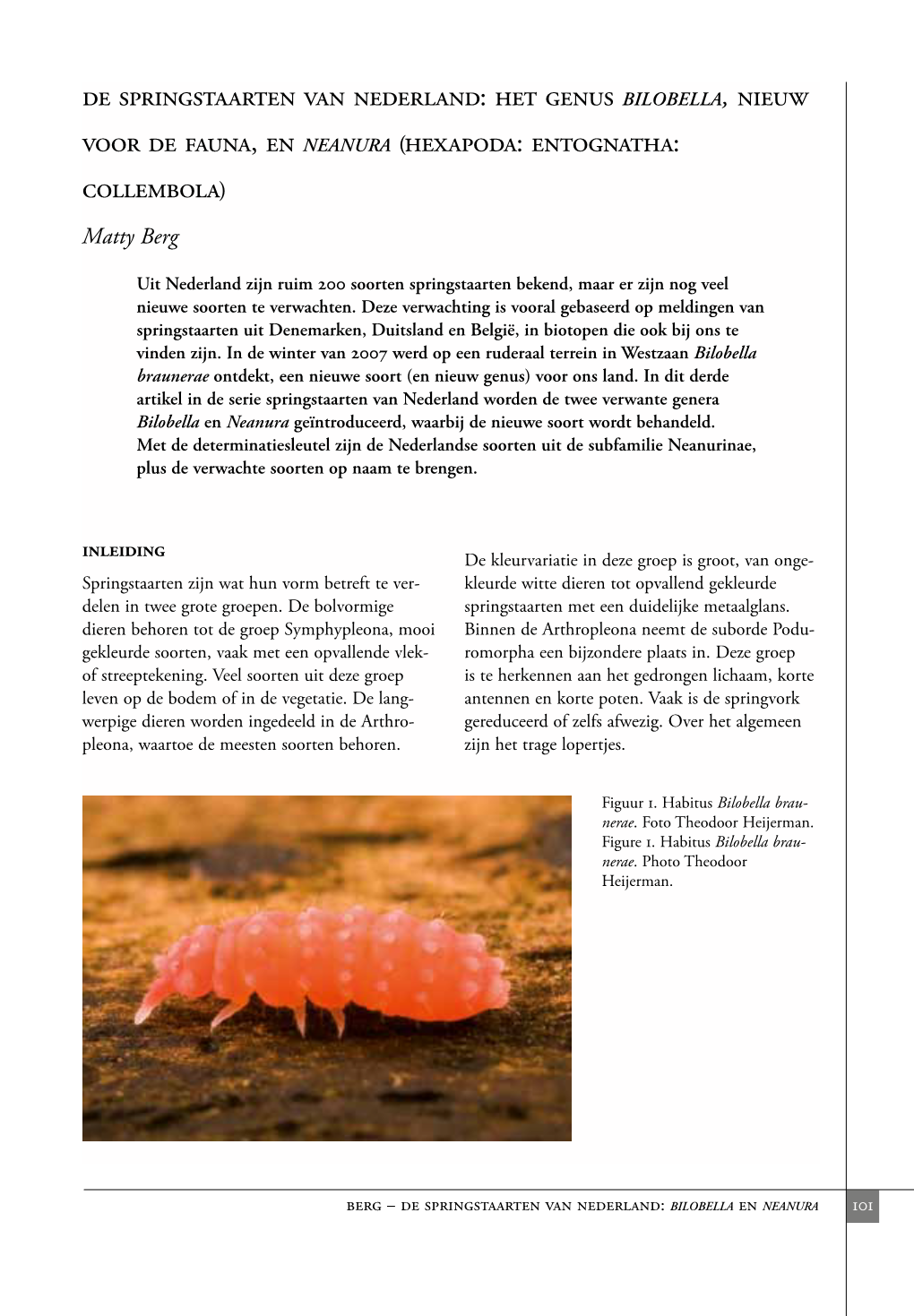 De Springstaarten Van Nederland: Het Genus Bilobella, Nieuw Voor De Fauna, En Neanura (Hexapoda: Entognatha: Collembola)