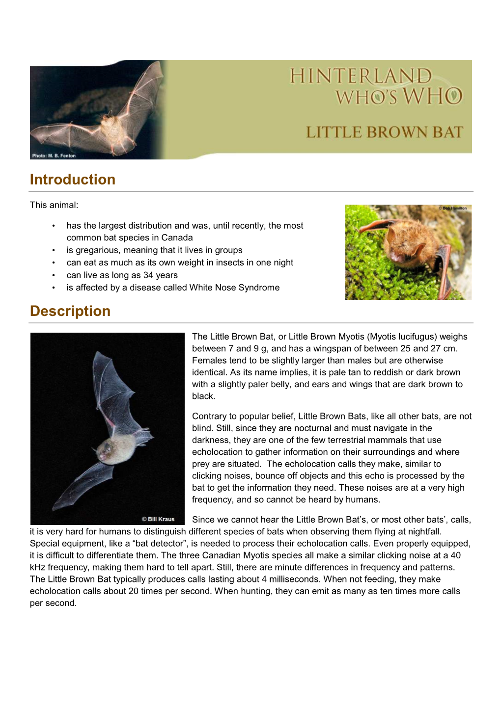 Little Brown Bat, Or Little Brown Myotis (Myotis Lucifugus) Weighs Between 7 and 9 G, and Has a Wingspan of Between 25 and 27 Cm