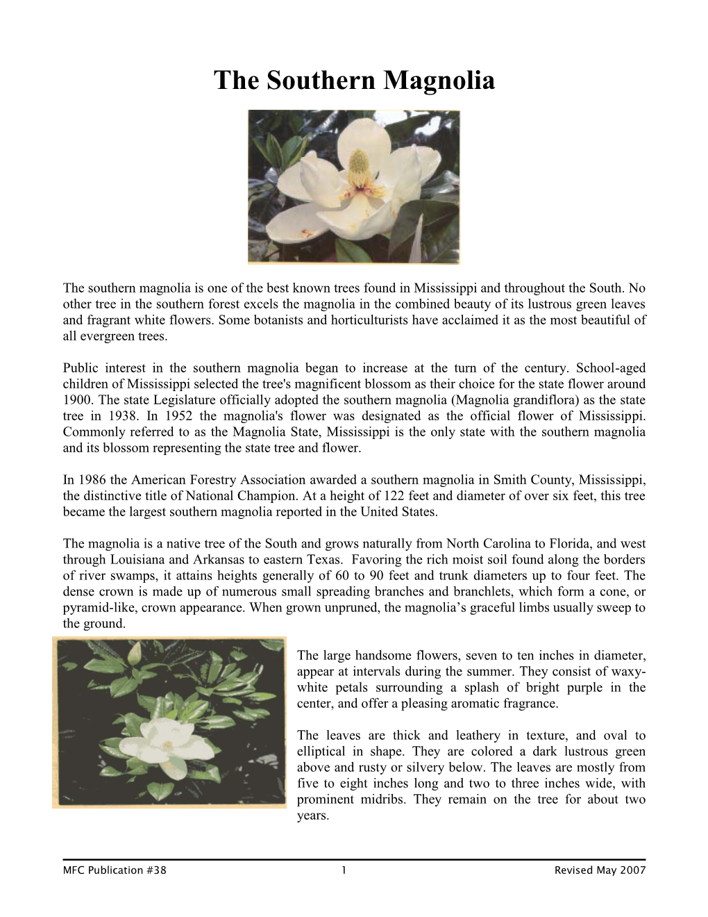 The Southern Magnolia