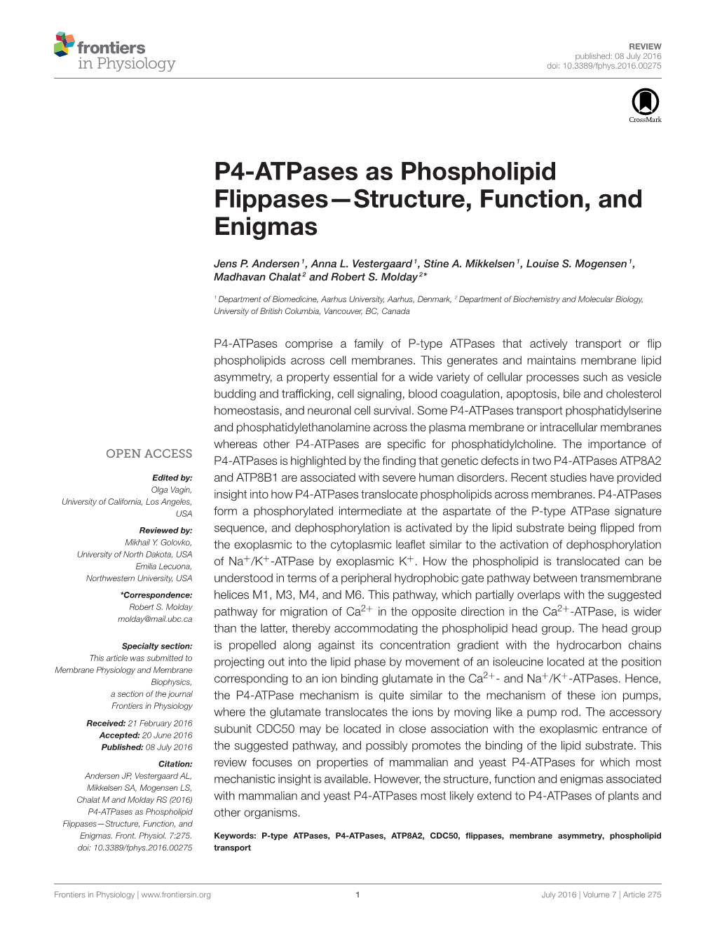 P4-Atpases As Phospholipid Flippases—Structure, Function, and Enigmas