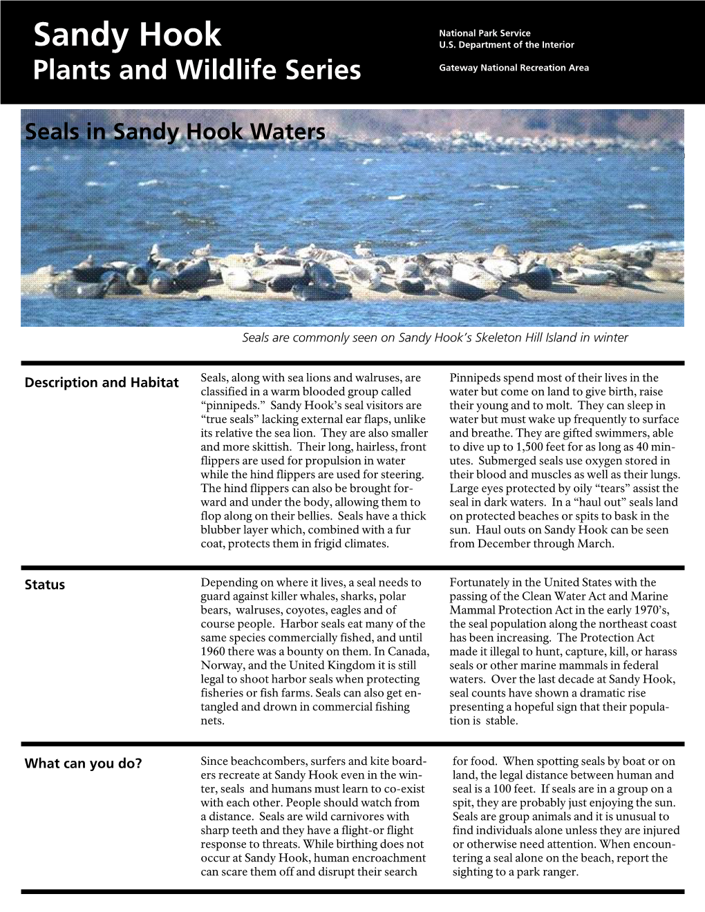 Seals in Sandy Hook Waters