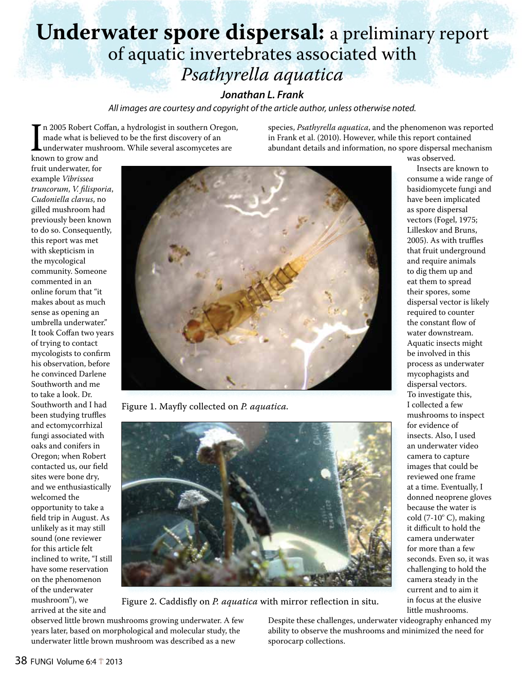 Underwater Spore Dispersal: a Preliminary Report of Aquatic Invertebrates Associated with Psathyrella Aquatica Jonathan L