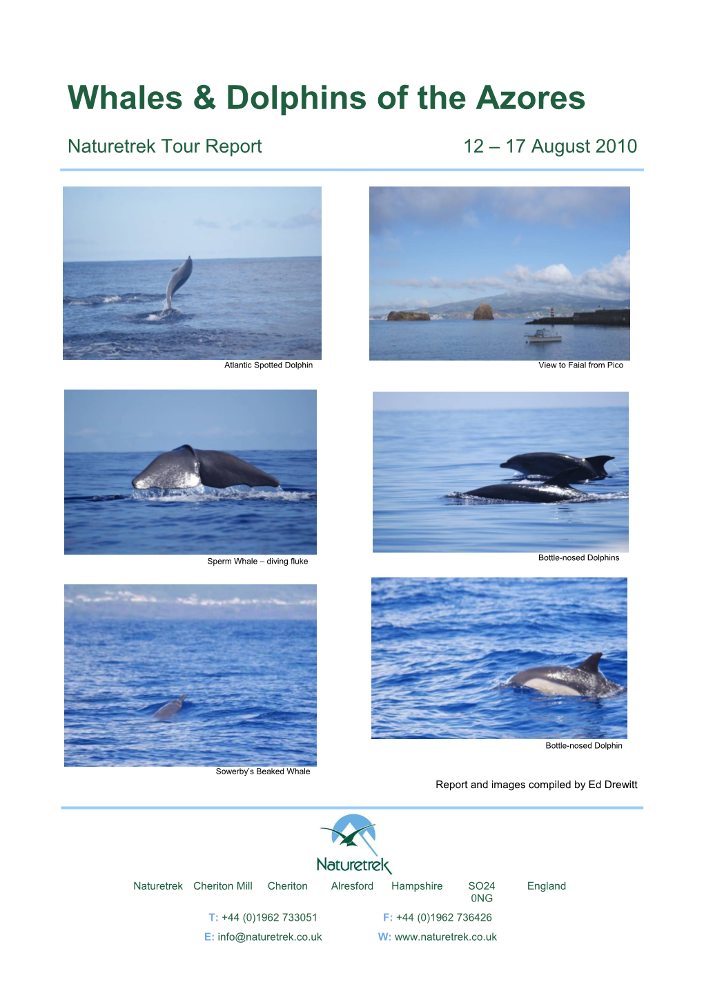 Whales & Dolphins of the Azores
