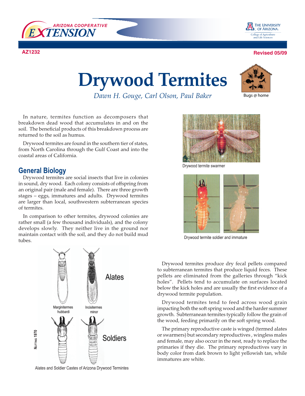 Drywood Termites Dawn H