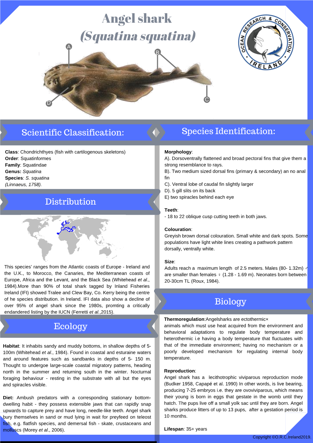 Angel Shark (Squatina Squatina) a B