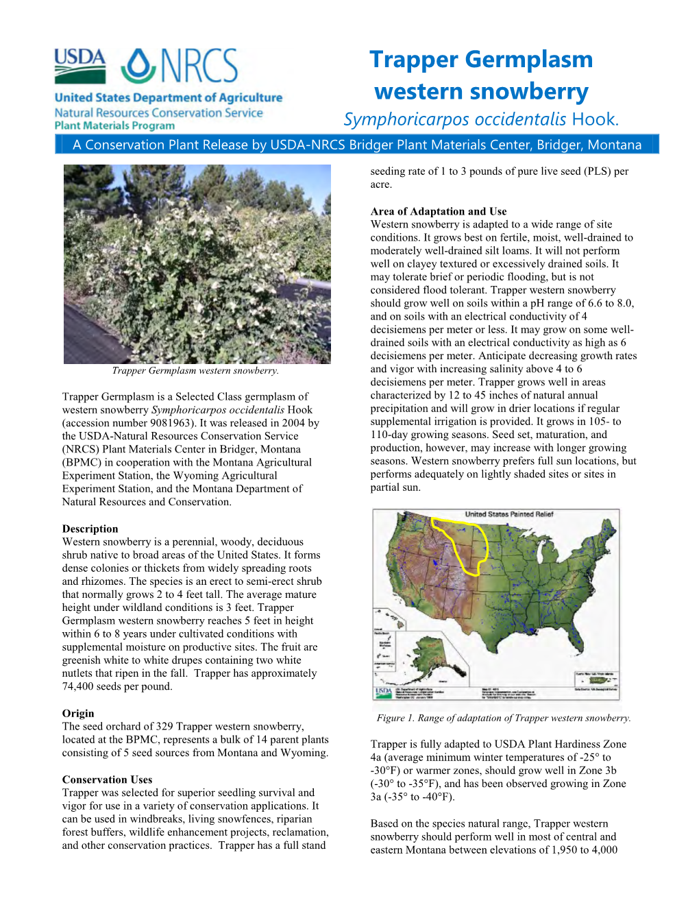 Release Brochure for Trapper Germplasm Western Seed and Plant Production Snowberry Symphoricarpos Occidentalis Hook