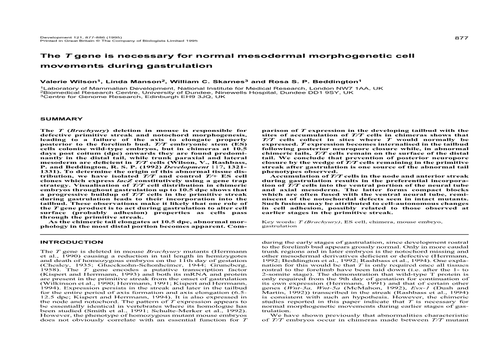 The T Gene Is Necessary for Normal Mesodermal Morphogenetic Cell Movements During Gastrulation