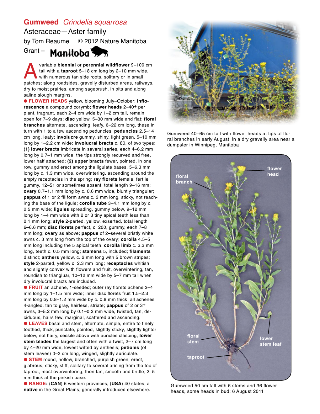 Gumweed Grindelia Squarrosa Asteraceae—Aster Family by Tom Reaume © 2012 Nature Manitoba Grant –