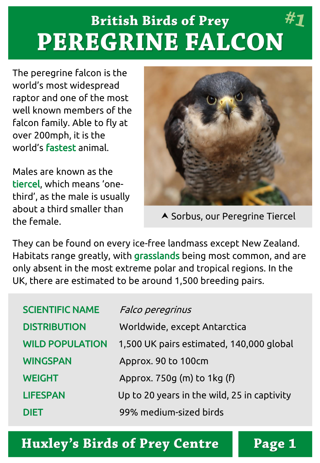 Peregrine Falcons Also Take Advantage of Urban Areas, Using Tall Buildings for Nesting and the Abundant Supply of Pigeons and Ducks As Prey