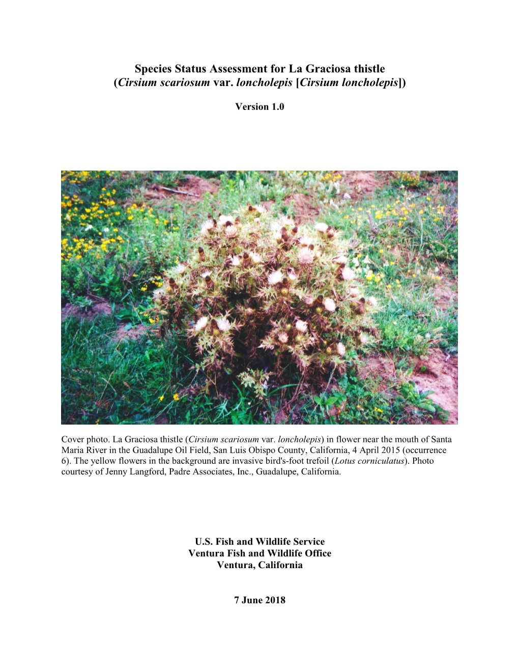 Species Status Assessment for La Graciosa Thistle (Cirsium Scariosum Var