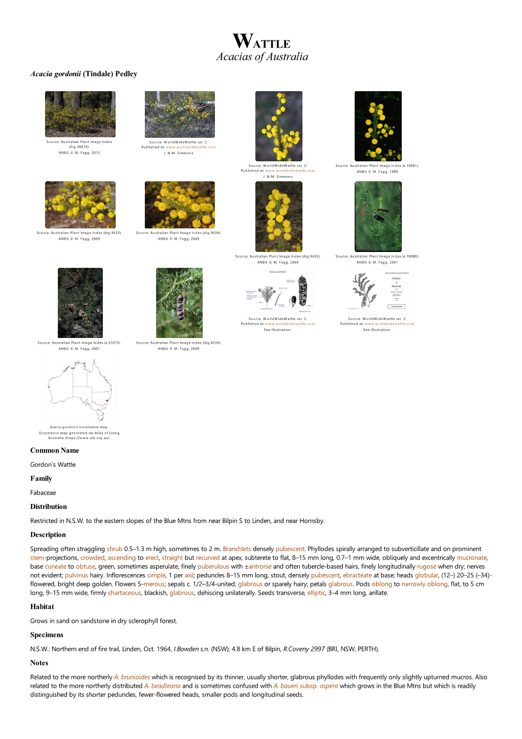 Acacia Gordonii (Tindale) Pedley