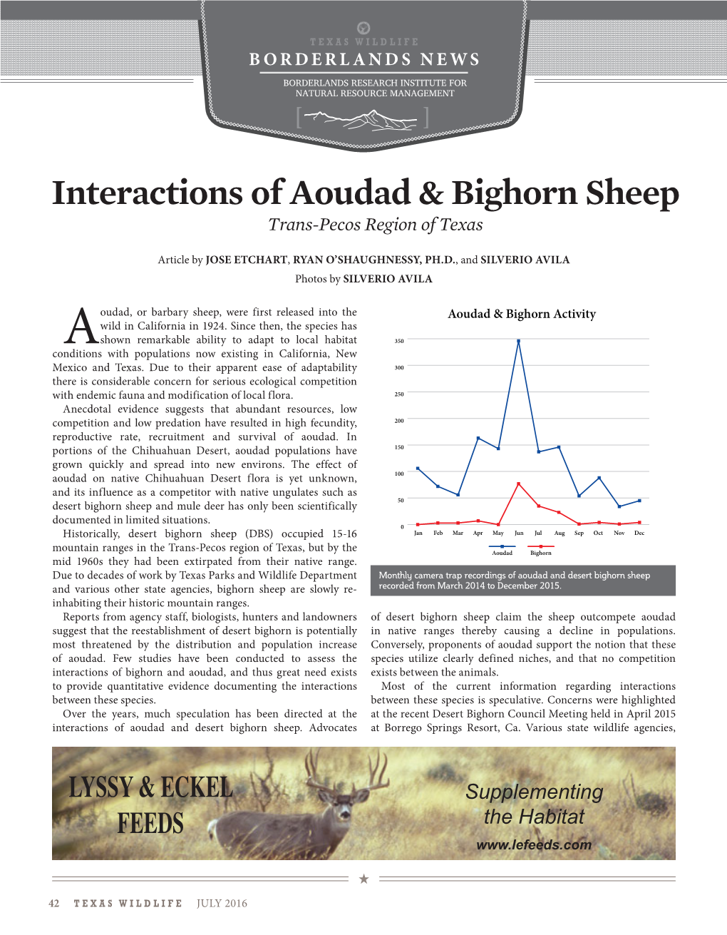 Interactions of Aoudad & Bighorn Sheep