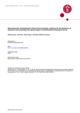 Neuromuscular Development in Novocrania Anomala: Evidence for the Presence of Serotonin and a Spiralian-Like Apical Organ in Lecithotrophic Brachiopod Larvae