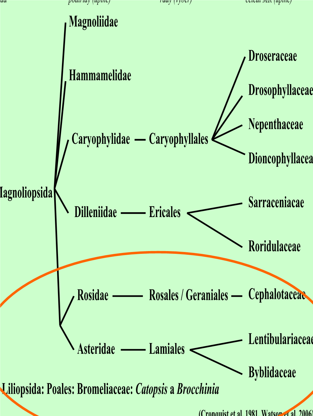 Magnoliopsida Magnoliidae Hammamelidae Caryophylidae