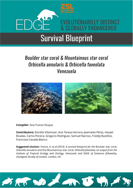 Boulder Star Coral & Mountainous Star Coral Orbicella Annularis