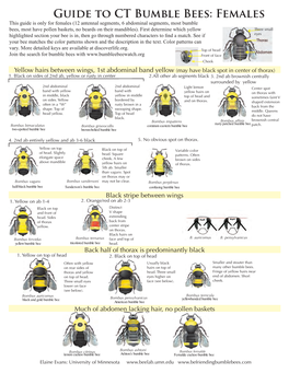 Bumble Bees of CT-Females