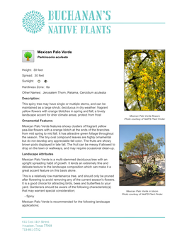 Buchanan's Native Plants Mexican Palo Verde
