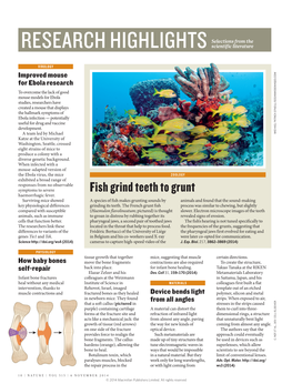Fish Grind Teeth to Grunt Haemorrhagic Fever