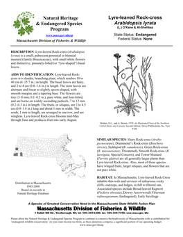 Lyre-Leaved Rock-Cress Arabidopsis Lyrata