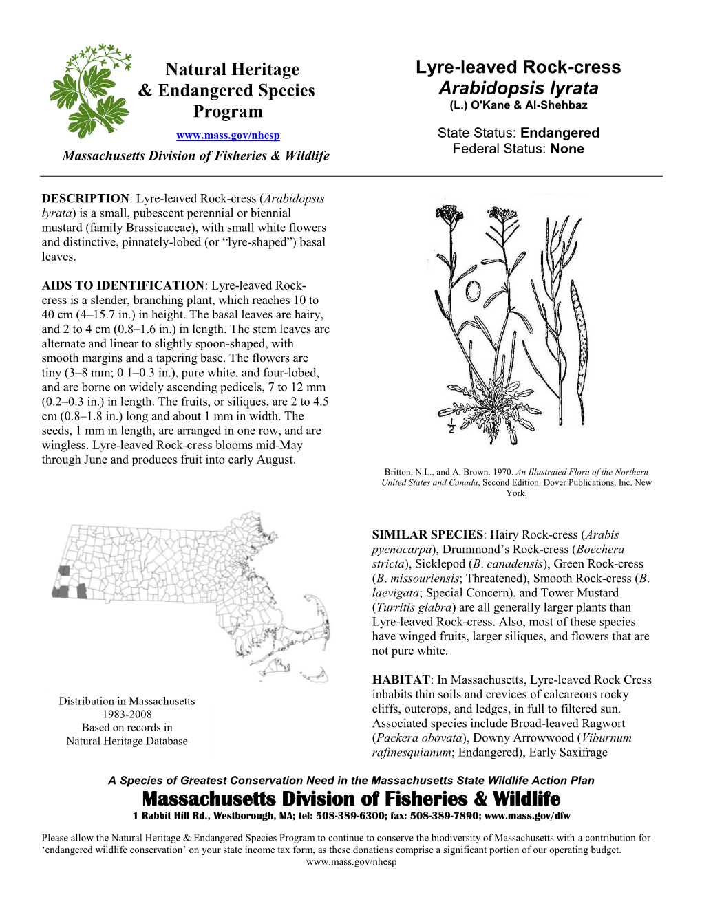 Lyre-Leaved Rock-Cress Arabidopsis Lyrata