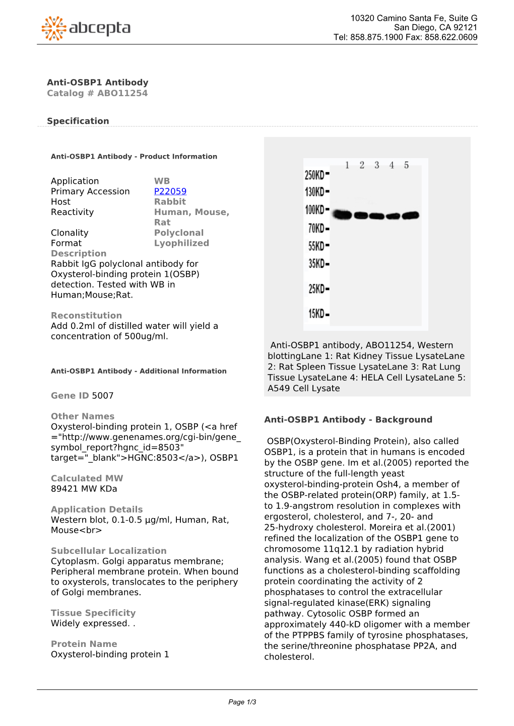 Anti-OSBP1 Antibody Catalog # ABO11254