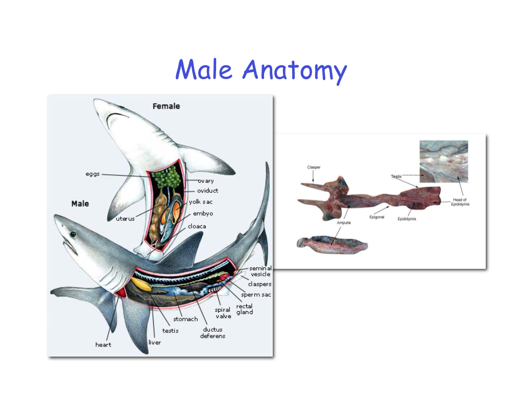 5B. Male Anatomy 2010.Pdf