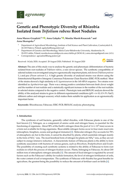 Genetic and Phenotypic Diversity of Rhizobia Isolated from Trifolium Rubens Root Nodules