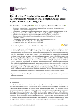 Quantitative Phosphoproteomics Reveals Cell Alignment and Mitochondrial Length Change Under Cyclic Stretching in Lung Cells