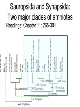 Sauropsida and Synapsida: Two Major Clades of Amniotes