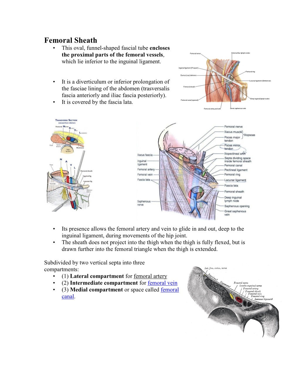 Femoral Sheath • This Oval, Funnel-Shaped Fascial Tube Encloses the Proximal Parts of the Femoral Vessels, Which Lie Inferior to the Inguinal Ligament