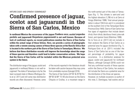 Confirmed Presence of Jaguar, Ocelot and Jaguarundi in the Sierra of San